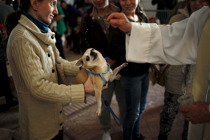 Dog blessed at church