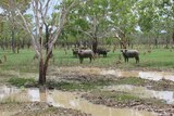 Several feral buffalos standing in the scrub in the Northern Territory.