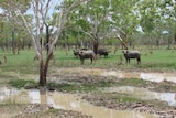 Several feral buffalos standing in the scrub in the Northern Territory.
