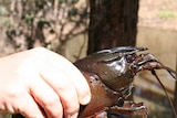 A hand holds a crayfish