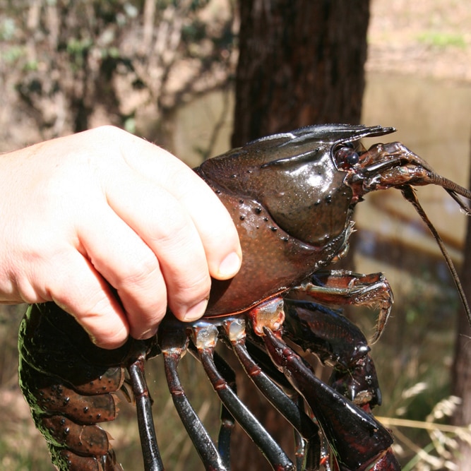 A hand holds a crayfish