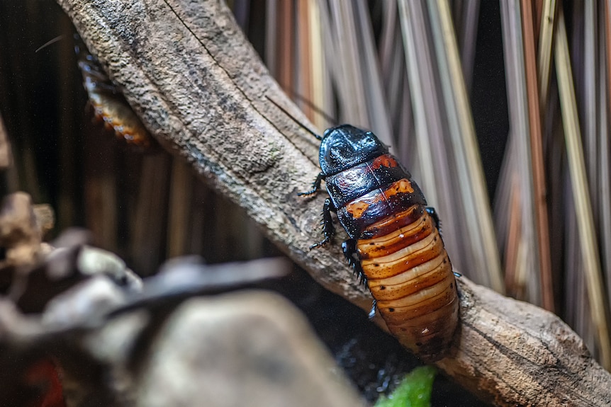 A Madagascar hissing cockroach sitting on a log