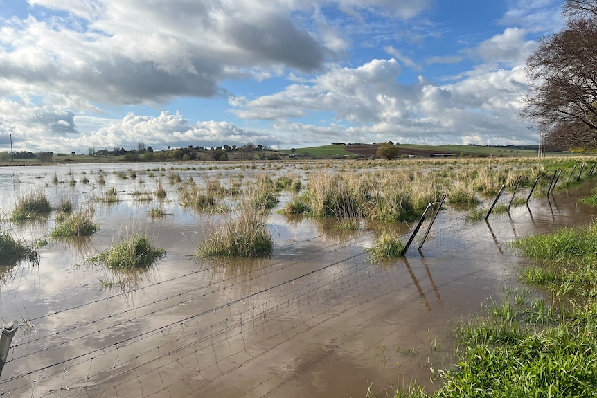 Grass tufts stick out of brown water, with a leaning over fence in the foreground.