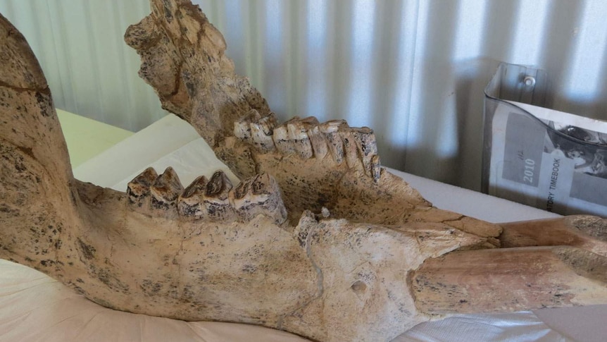 Fossilised lower jaw of diprotodon at the Eromanga Natural History Museum