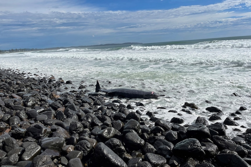 A dead whale on rocks with surf in the background.