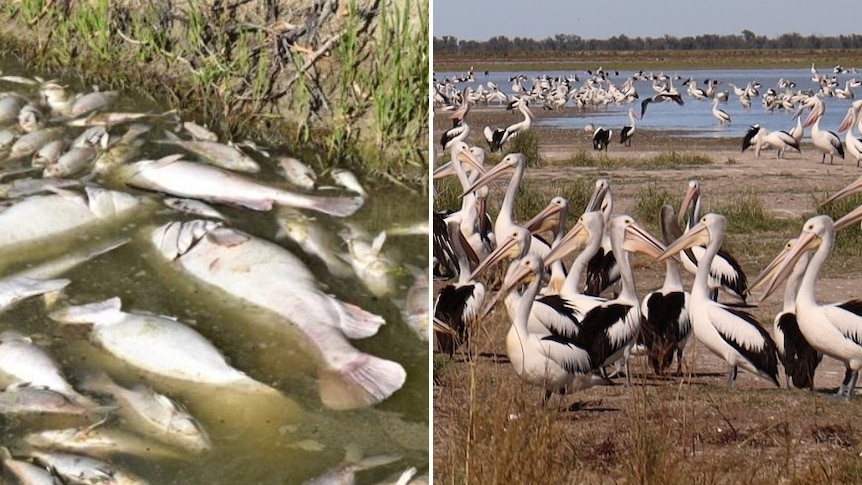 Composite image shows an image of the Menindee fish kills from 2019, and an image of pelicans breeding at Narran Lake in 2023.