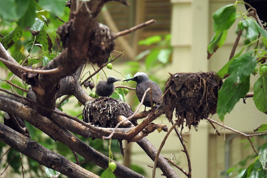 A large bird feeding a smaller bird in the branches of a tree, nests around them.