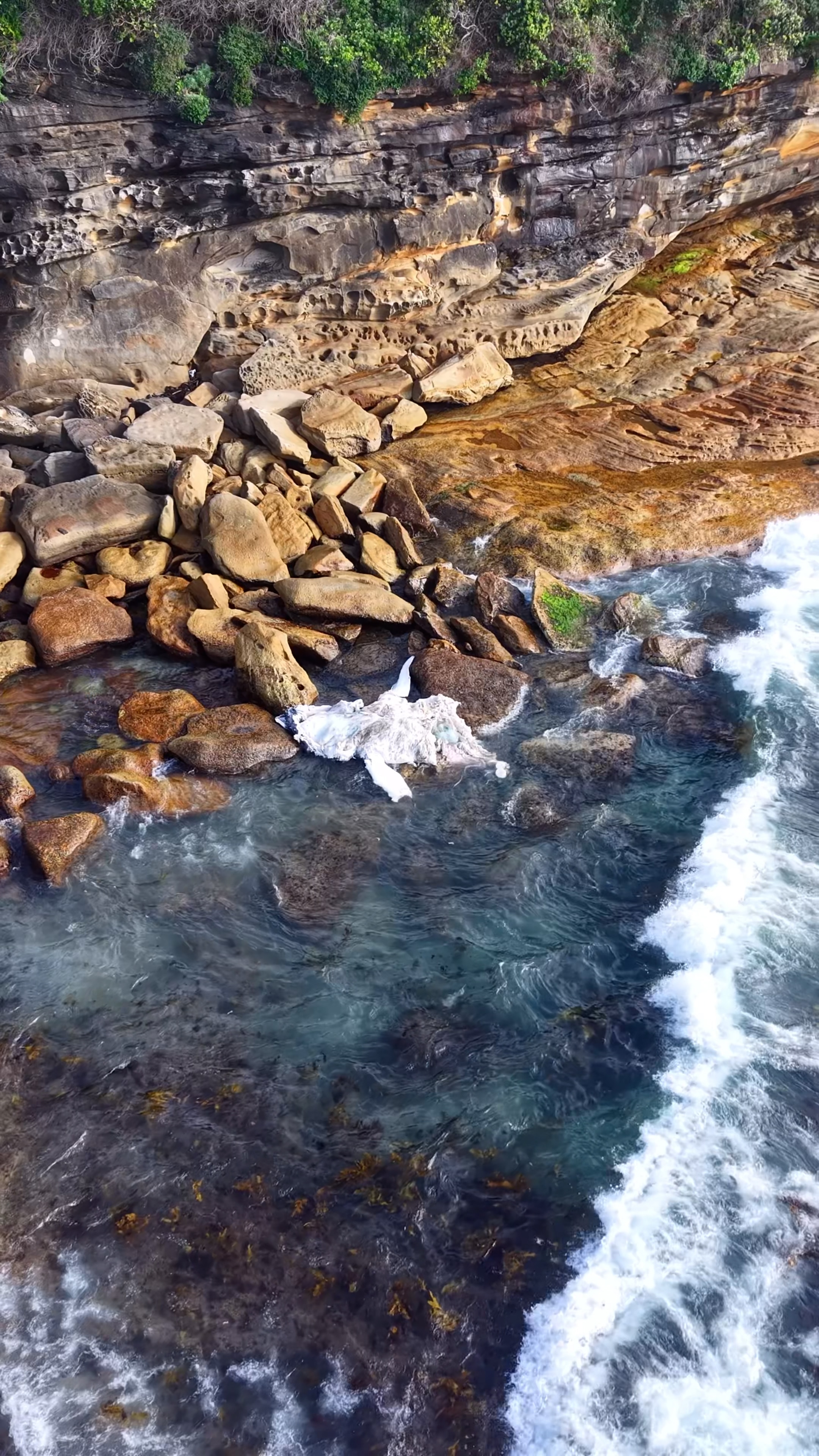 Whale scientist Dr Vanessa Pirotta says the whale is likely a young ...