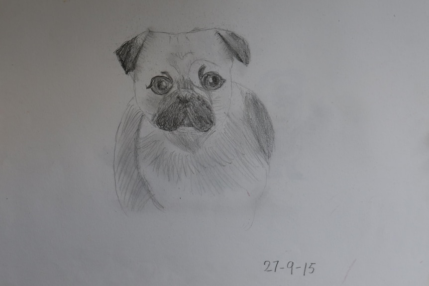 A pencil drawn portrait of a pug cross shitzu dog.