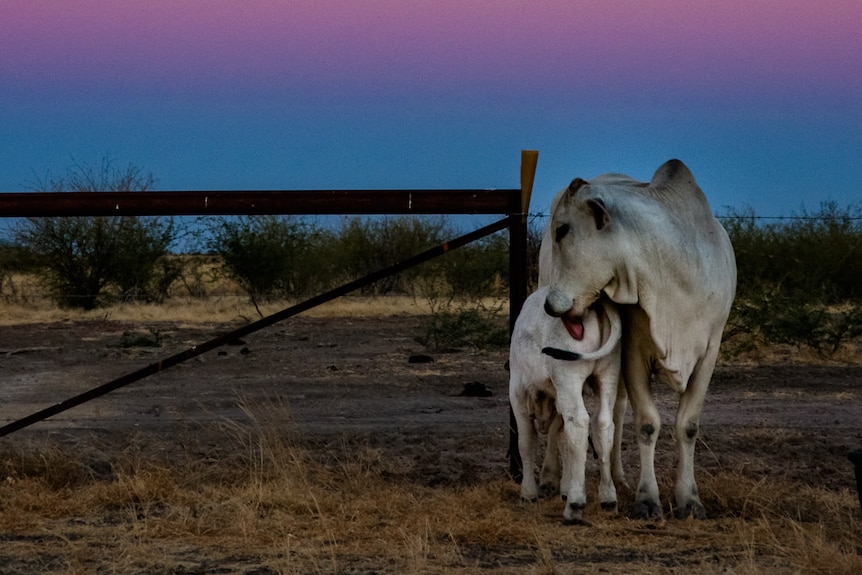 A cow cleans her calf with the sunset in the background