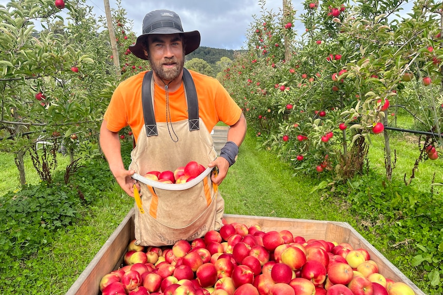 man putting bag of apples in bin