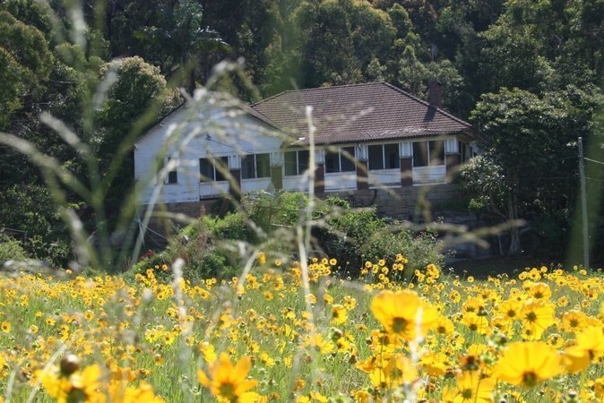 A house sits in the background, yellow flowers in the foreground