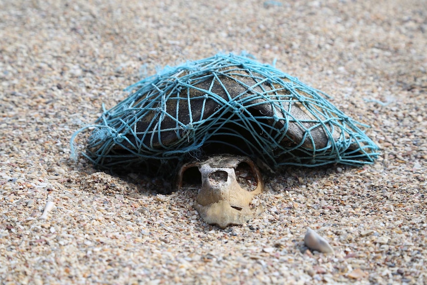 A large turtle trapped in a net.