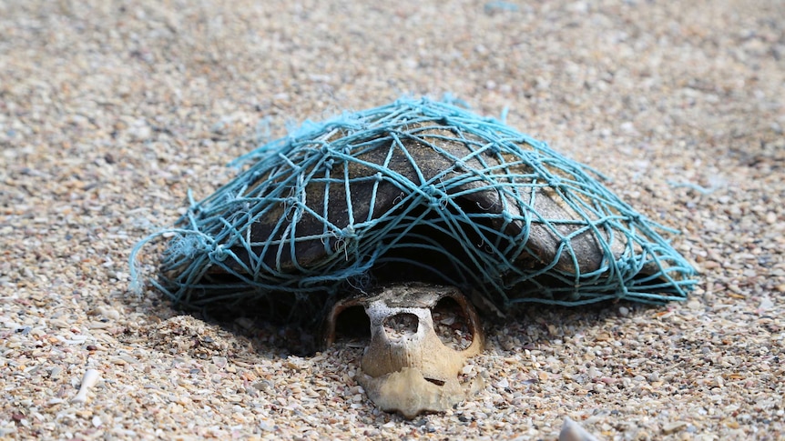 Turtle in net in Gulf of Carpentaria