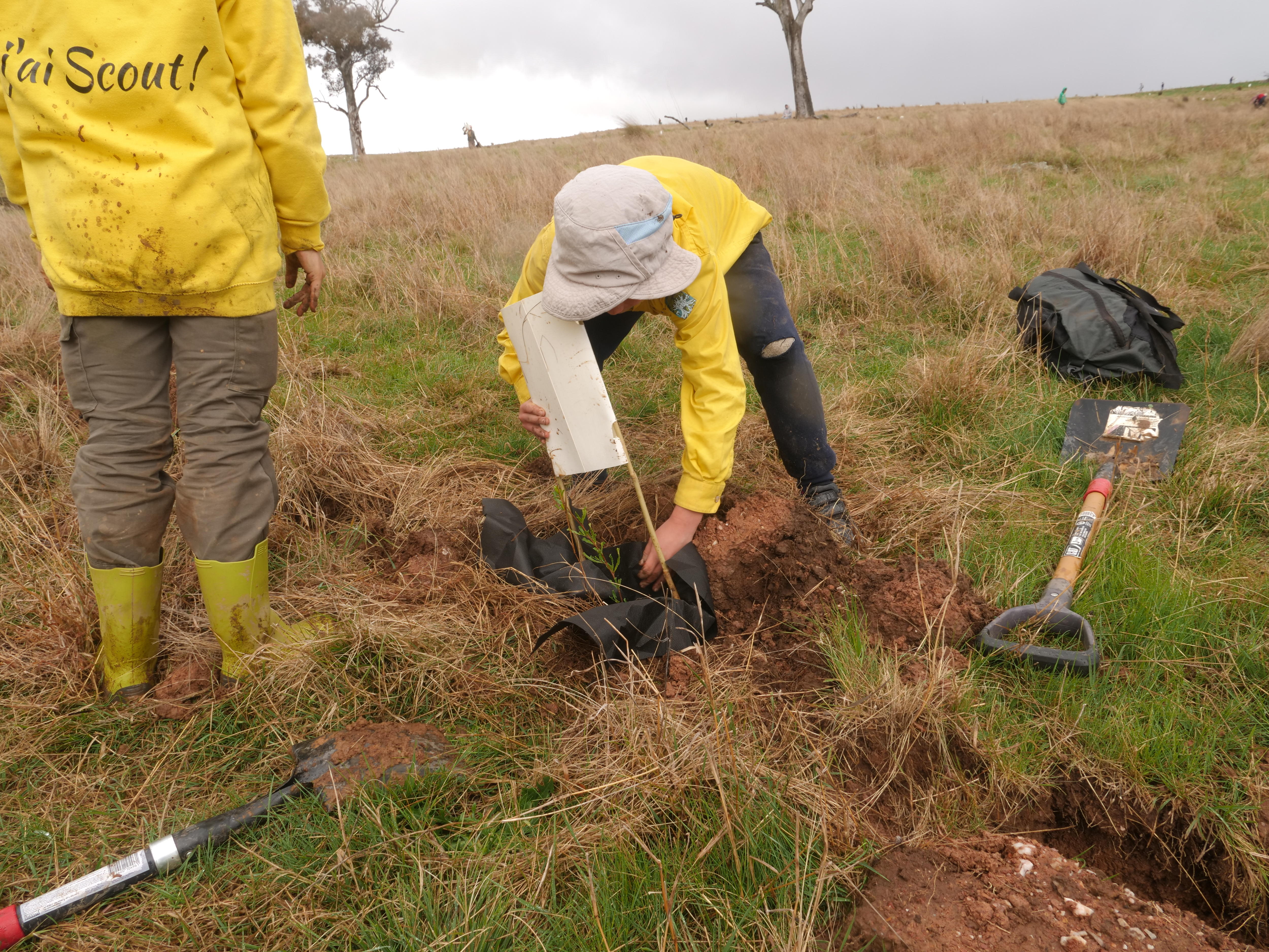 A kid planting a tree in the ground 