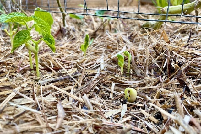 Green bean sprouts and small seedlings emerge through a mulched garden bed