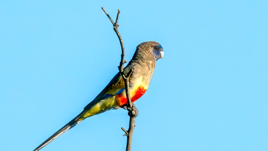 Picture of a bird on a stick with red and yellow belly, and a splash of blue around its beak and eyes. 