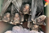 A cage of plump and bright-eyed black bat babies stare cutely into the camera.