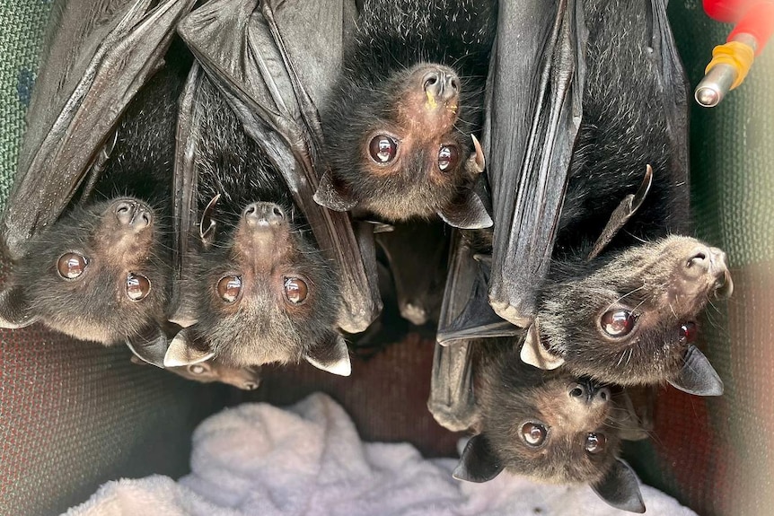 A cage of plump and bright-eyed black bat babies stare cutely into the camera.