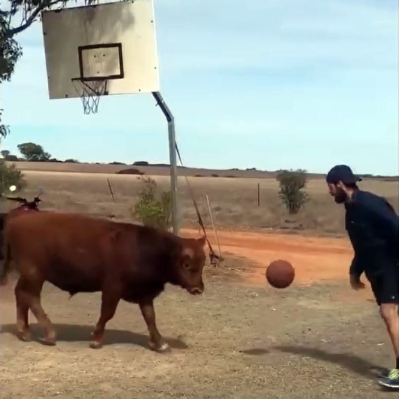 A man plays basketball with a bull.