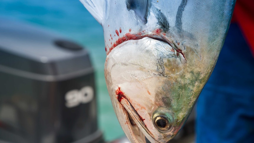 A close-up of a fish caught off Thursday Island in the Torres Strait.