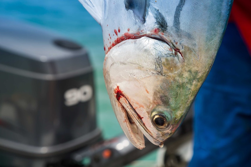 A close-up of a fish caught off Thursday Island in the Torres Strait.