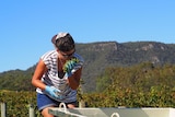 Harvest worker Anais Girard, from France smelling fruit on Tyrrell's Wines estate to ensure all the rot has been removed.