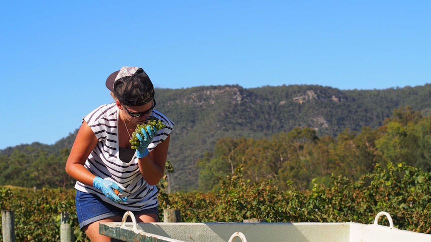 Harvest worker Anais Girard, from France smelling fruit on Tyrrell's Wines estate to ensure all the rot has been removed.