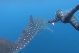 A scientist in a wetsuit swims alongside a whaleshark off the coast of Exmouth in Western Australia.