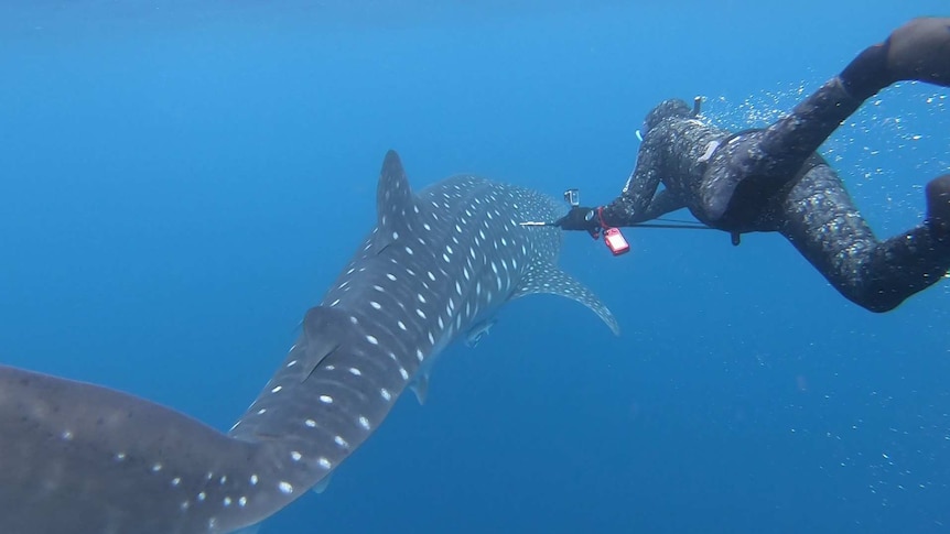 A scientist in a wetsuit swims alongside a whaleshark off the coast of Exmouth in Western Australia.