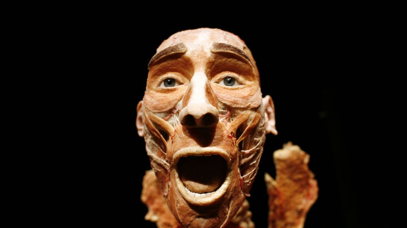 A plastinated human specimen as part of the Body Worlds exhibition