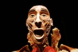 A plastinated human specimen as part of the Body Worlds exhibition