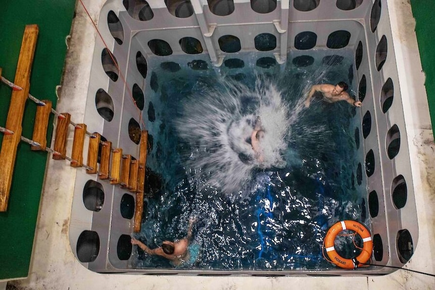 People jump into a well of water onboard a ship