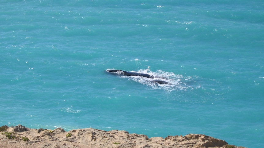 Whales spotted off the head of the Bight