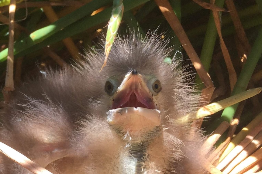 An Australasian Bittern chick, hidden amongst grasses in the Yanga National Park.