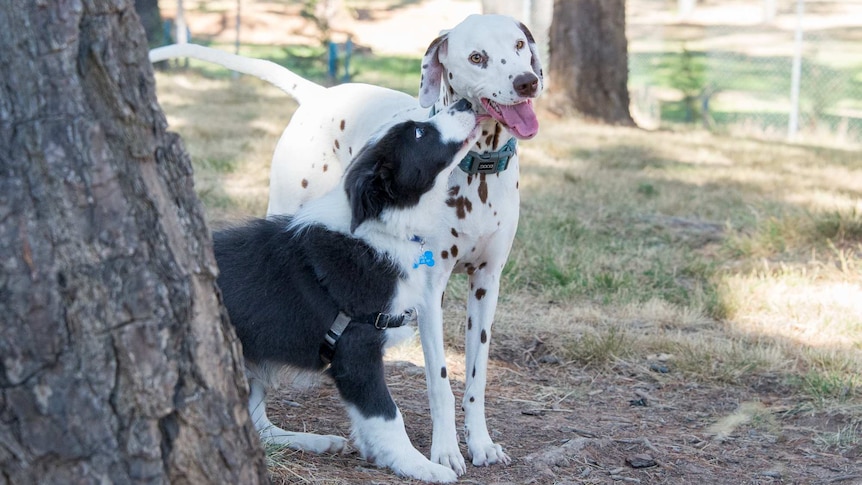 Dog licking another at dog park
