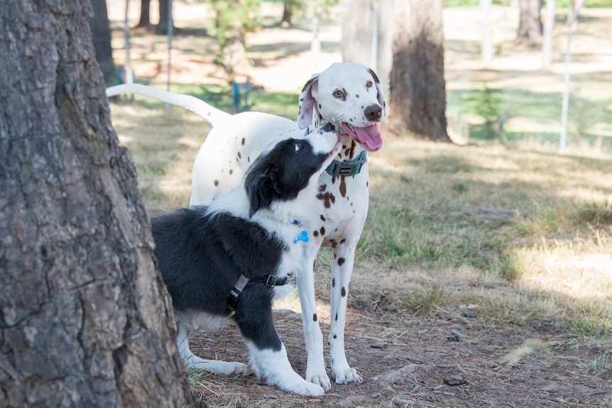 Dog licking another at dog park