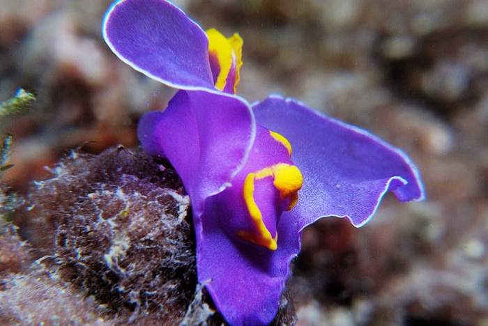 A purple and flowery sea slug with yellow edges, resembling a violet, known as Sagaminopteron ornatum, perches under water.