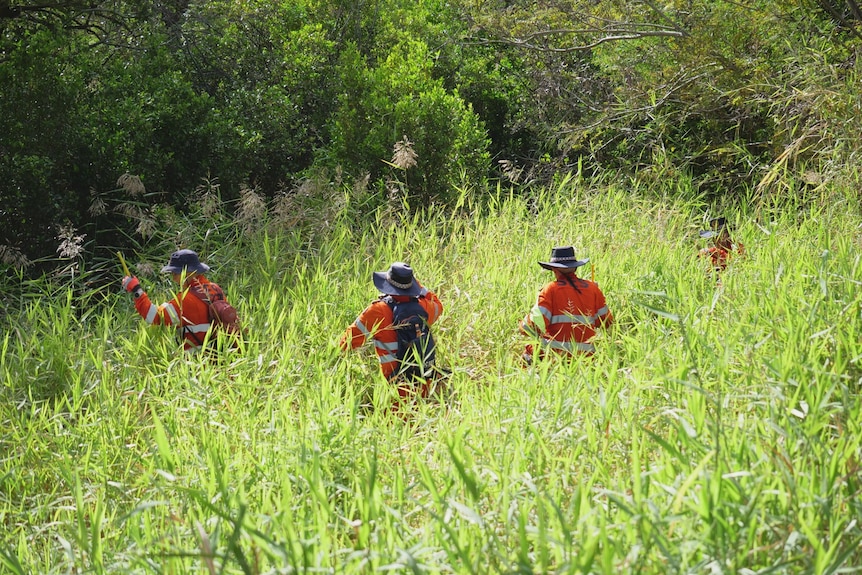 Four SES volunteers in bright orange jumpsuits can be seen in tall and dense grass that is up to their chests. 