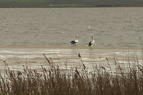 Pelicans in lower lakes - file photo