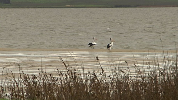 Pelicans in lower lakes SA