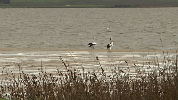 Lower Murray drought: upstream irrigators tour SA