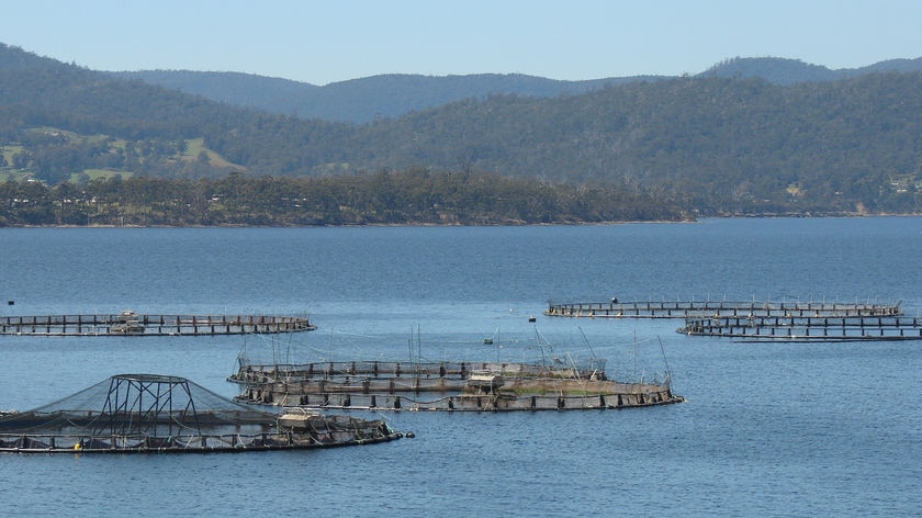 Fish farm pens at Huon Aquaculture in southern Tasmania.