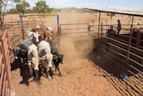 Cattle rush through yards in north-west Queensland