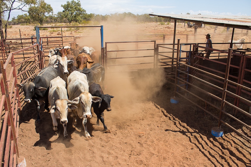 Cattle rush through yards in north-west Queensland