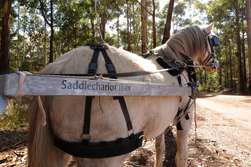A close-up of a metal carriage strapped onto a small white pony. 