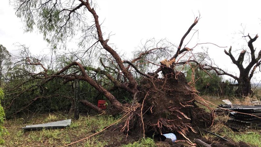 A large tree lies uprooted with several snapped branches on the ground