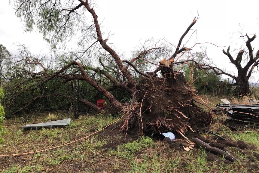 A large tree lies uprooted with several snapped branches on the ground