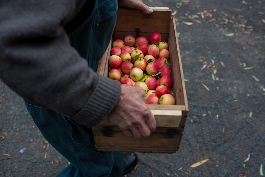 Tiny apples are carried in a wooden apple box.