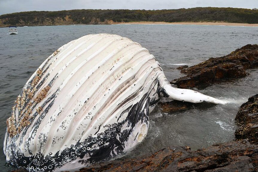 Dead infant humpback whale